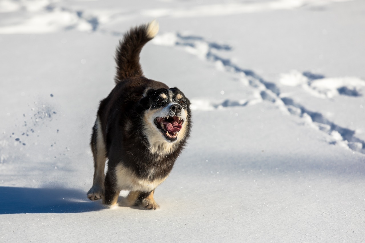 The Role of Regular Exercise in Pet Health